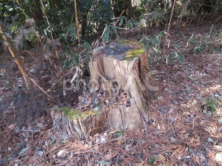 神社境内の一角で切り倒された切り株 木,植物,樹木の写真素材