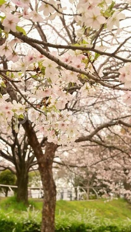 桜の咲く公園 晴れ,景色,風景の写真素材
