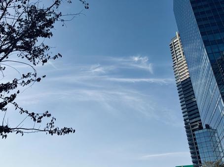 青空と高層ビルと木 大阪,高層ビル,ビルの写真素材