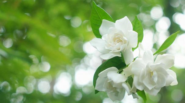 くちなしの花-149 くちなしの花-149の写真