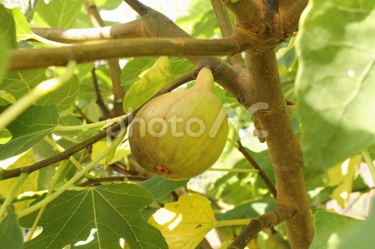 もうすぐ収穫いちじくの実 いちじく,実,夏の写真素材
