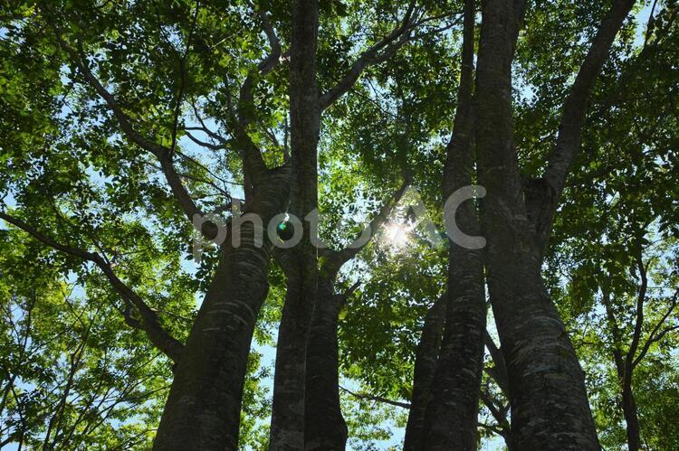 木漏れ日 樹木,木,木漏れ日の写真素材