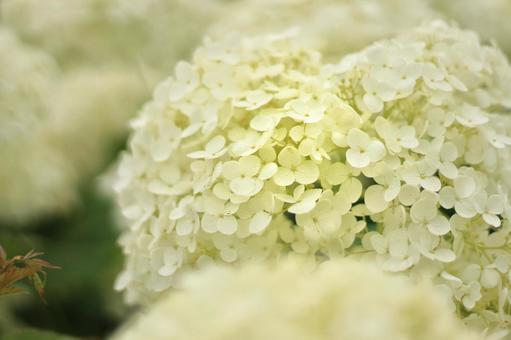 紫陽花 紫陽花の写真