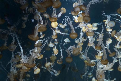 Photo, pacific sea nettle, jellyfish, plankton, 