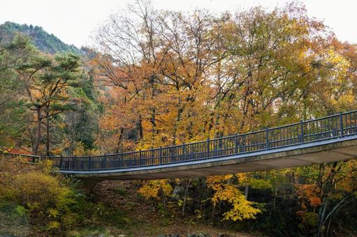 晩秋の不動尊公園キャンプ場⑹ 晩秋,紅葉,橋の写真素材