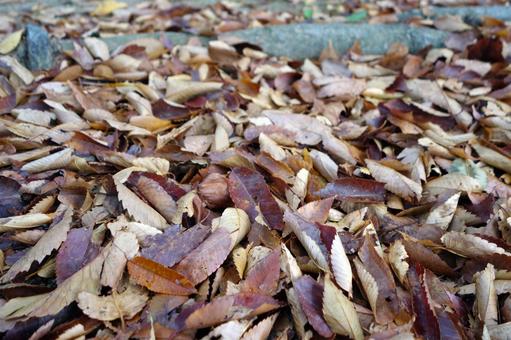 Photo, JPG Photo, deciduous leaves, fallen leaves, autumn leaves, JPG
