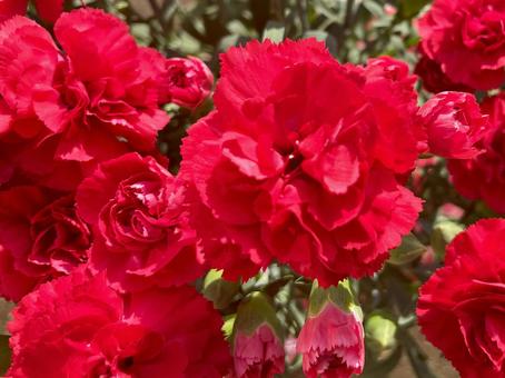 Bright red carnation flowers in full bloom, JPG Bright red carnation flowers in full bloom, JPG