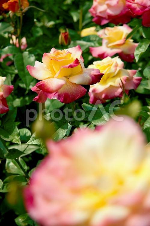 カラフルなバラ バラ,薔薇,ローズの写真素材