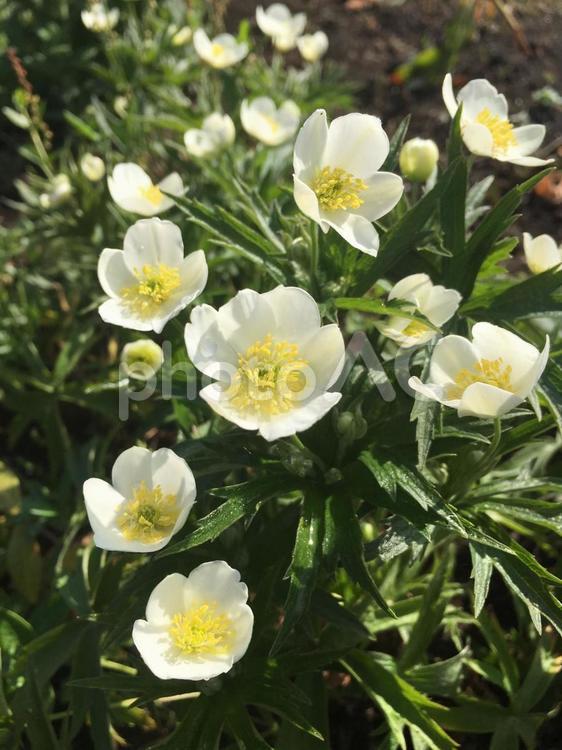 アネモネ　シルベストリス アネモネ,白花,北海道の写真素材