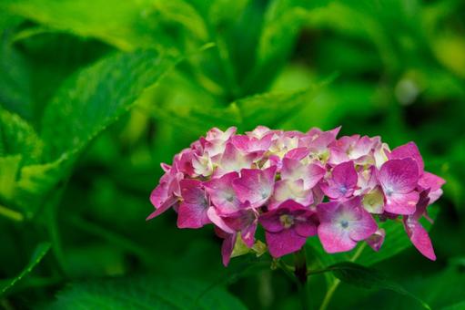 ピンクの紫陽花 ピンクの紫陽花 紫陽花,あじさい,アジサイの写真素材