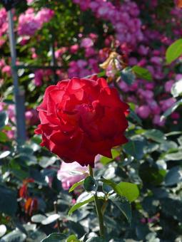 公園のバラ園に咲いた真っ赤な薔薇 公園のバラ園に咲いた真っ赤な薔薇の写真