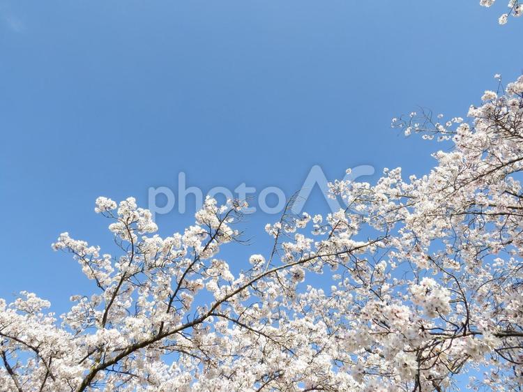 さくら　かわいいです 桜,春,景色の写真素材