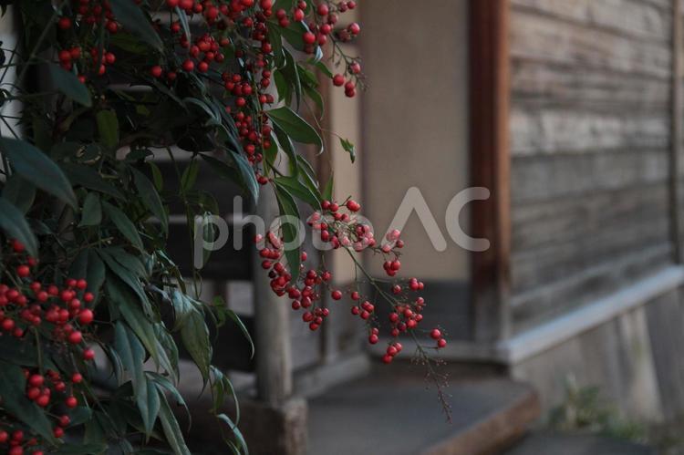京都市内で撮影した南天の写真 南天,ナンテン,なんてんの写真素材
