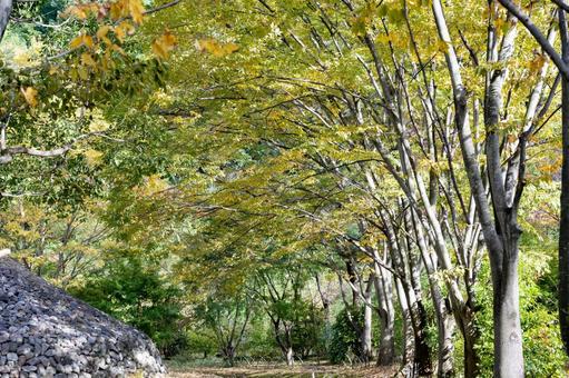 木漏れ日の中を歩く初秋の森の小道の写真