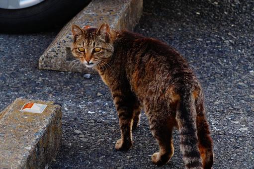 ねこ ねこ ねこ,動物,生き物の写真素材