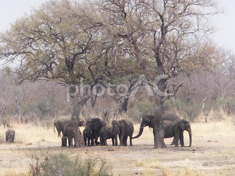 アフリカゾウの家族 象の家族,サファリ,アフリカゾウの写真素材
