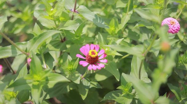 Summer flower, zinnia photographed on July 13th, JPG