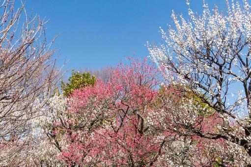 青空に映える満開の紅梅と白梅 梅,迎春,梅の花の写真素材