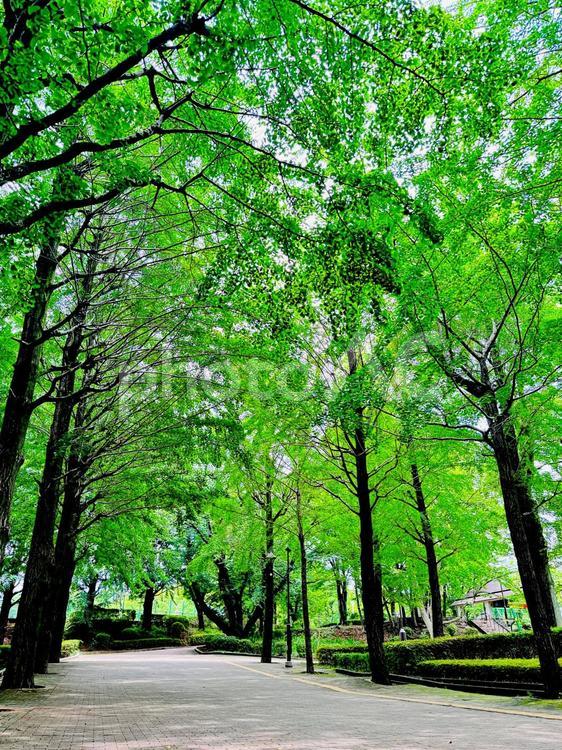 公園のイチョウ並木　緑のアーケード 公園,イチョウ並木,イチョウの写真素材