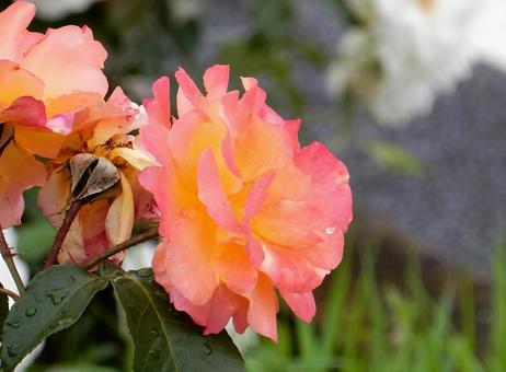【薔薇の写真】バラの花 【薔薇の写真】バラの花の写真