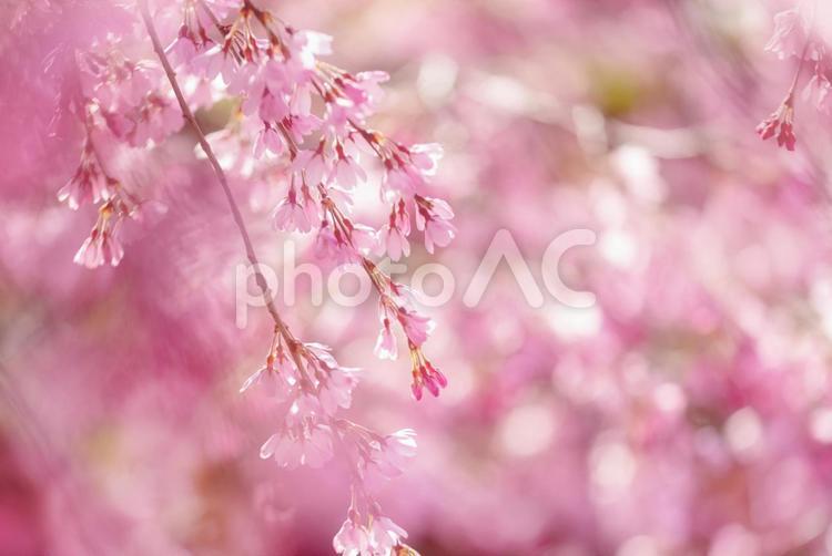 一面桃色に染める春の枝垂桜 しだれ桜,桜,花の写真素材
