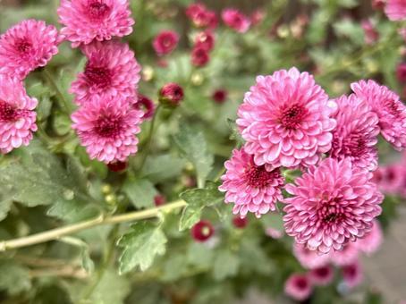 ピンクの小菊 小菊,菊,花の写真素材