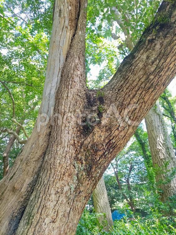 枝分かれした大木 木,幹,緑の写真素材