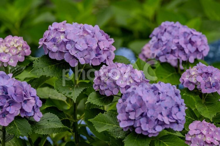 指扇アジサイまつり2025年 アジサイ,紫陽花,花の写真素材