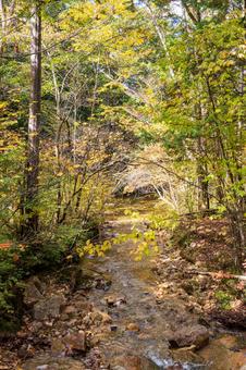 林の中の紅葉 紅葉,初秋,自然の写真素材