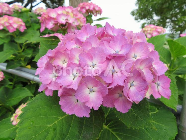 あじさい 紫陽花,花,6月の写真素材