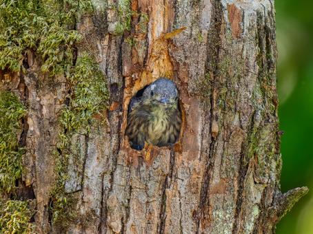 巣穴から顔をだすコゲラ 巣穴から顔をだすコゲラの写真