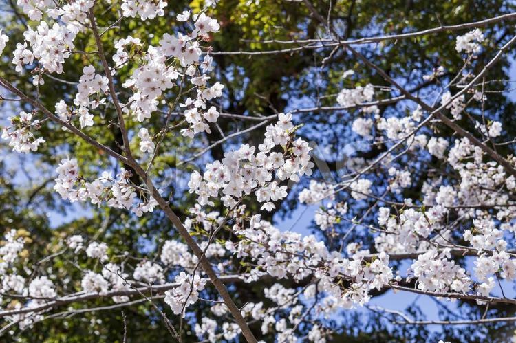 田原城跡の桜17（田原市） 桜,田原城跡,田原市の写真素材