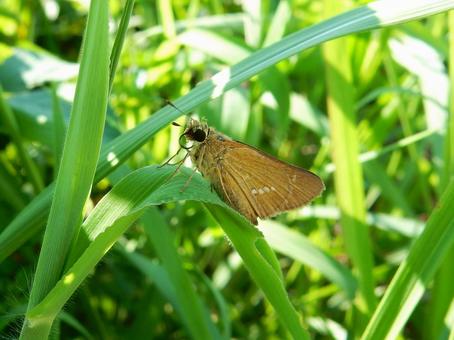 【昆虫写真】イチモンジセセリ 【昆虫写真】イチモンジセセリ イチモンジセセリ,一文字挵,昆虫の写真素材