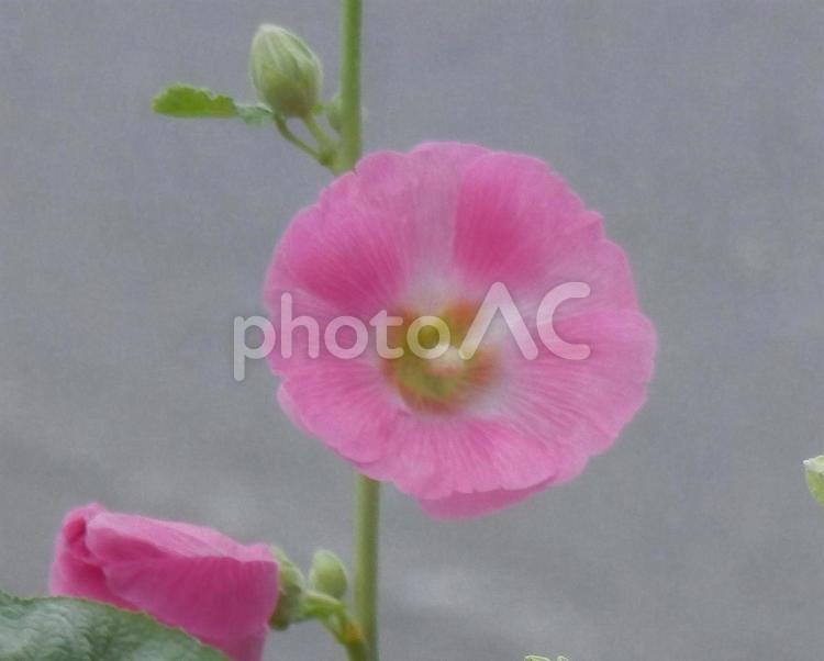 【花の写真】タチアオイ（立葵） タチアオイ,立葵,自然の写真素材