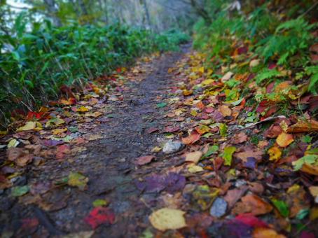 カラフルな落ち葉の道 落ち葉,紅葉,カラフルの写真素材