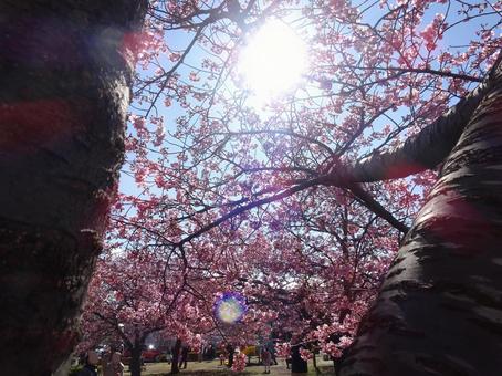 河津桜の公園-41 河津桜の公園-41の写真