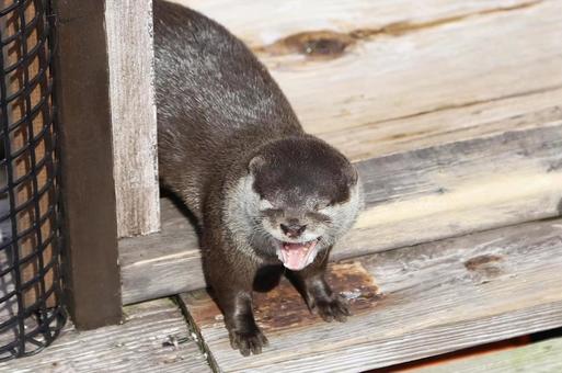 カワウソ カワウソの写真