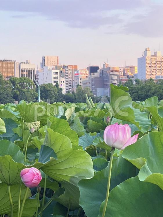 不忍池の蓮の花 蓮の花,ハス,自然の写真素材