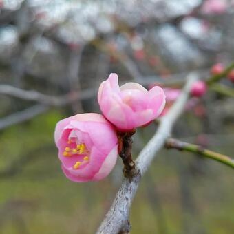桃梅ツイン 梅,梅林,ウメの写真素材