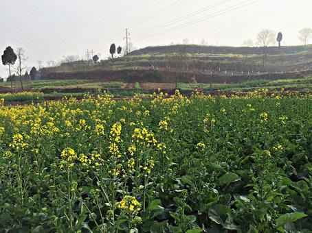 四川の農村 四川の農村 菜の花,農村,春の写真素材