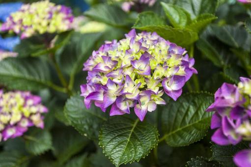 初立池のアジサイ19 初立池のアジサイ19 アジサイ,花,フラワーの写真素材