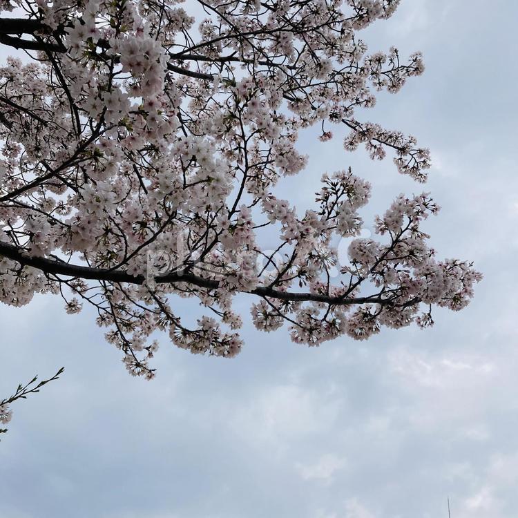 さくらの木　くもり空 さくら,サクラ,桜の写真素材