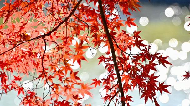 噴水の輝く水しぶきと紅葉 噴水の輝く水しぶきと紅葉 紅葉,きれい,秋の写真素材