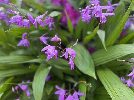 シラン　紫の写真