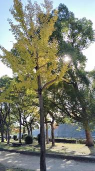 銀杏と木漏れ日 銀杏,空,黄色の写真素材