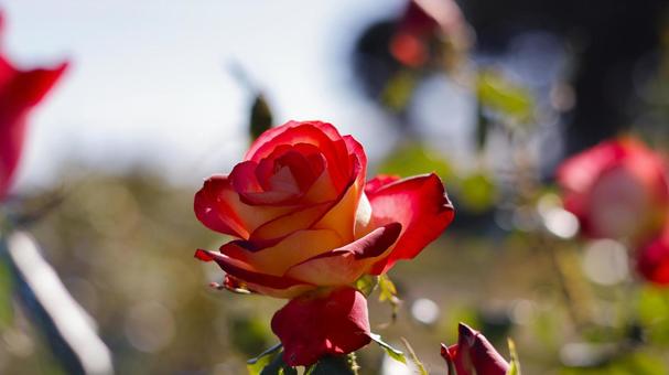 【花の写真】ばらの花 rose,植物,園芸の写真素材