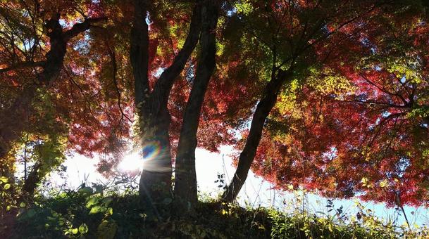 光と紅葉 光と紅葉 秋,光,紅葉の写真素材