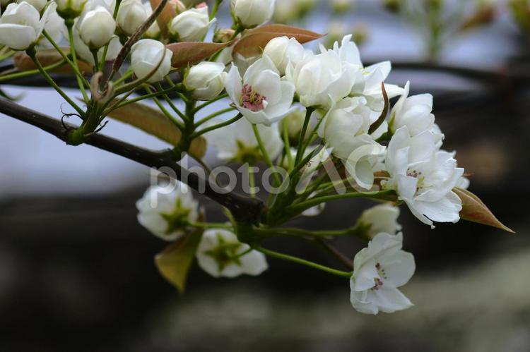 梨の花２ 梨,白,果樹園の写真素材
