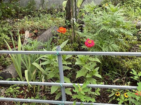 花 花の写真
