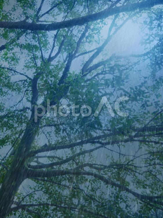青色の柔らかい木漏れ日と雨 神秘,薄暗い,土砂降りの写真素材